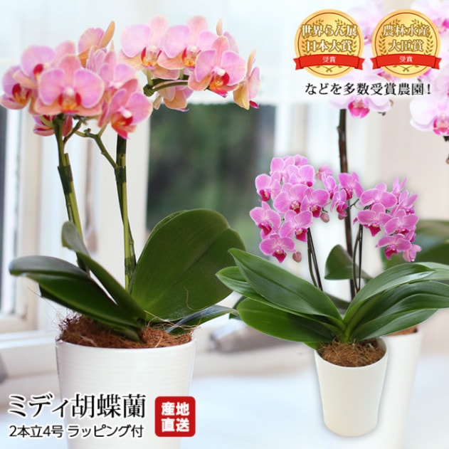 胡蝶蘭 ミディ胡蝶蘭 2本立 4号 椎名洋ラン園 ラッピング付 産地直送