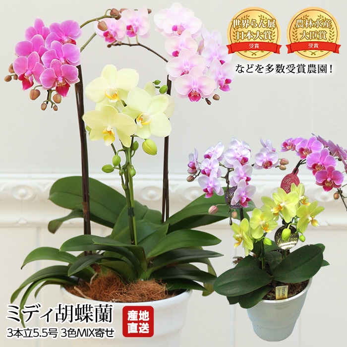 生花,胡蝶蘭 | 高級フルーツ(高級果物)の通販なら旬のものを厳選する