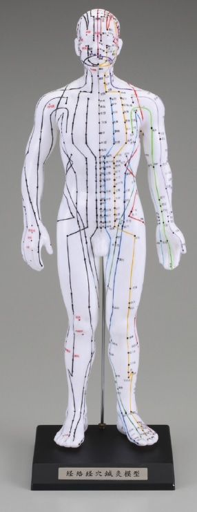 鍼灸治療材料 － 経穴人形 けいけつくん（日本語表記） － の専門