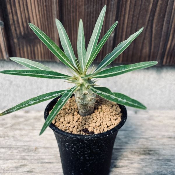 コーデックス：パキポディウム カクチペスhyb.*塊根幅2cm ☆赤松実生