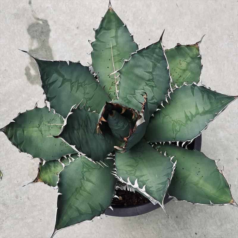 多肉植物：アガベ チタノタ*幅45cm 現品！一品限り | サボテン＆多肉