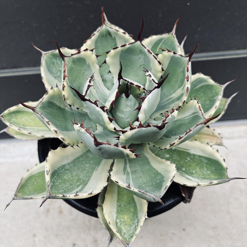 多肉植物：アガベ 吉祥冠錦 覆輪*L 幅16cm | サボテン＆多肉植物