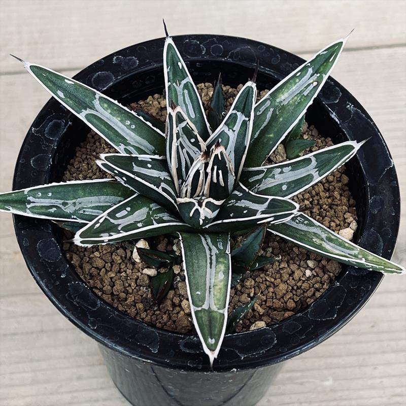 多肉植物：アガベ 姫笹の雪*L 幅11cm | サボテン＆多肉植物,多肉植物