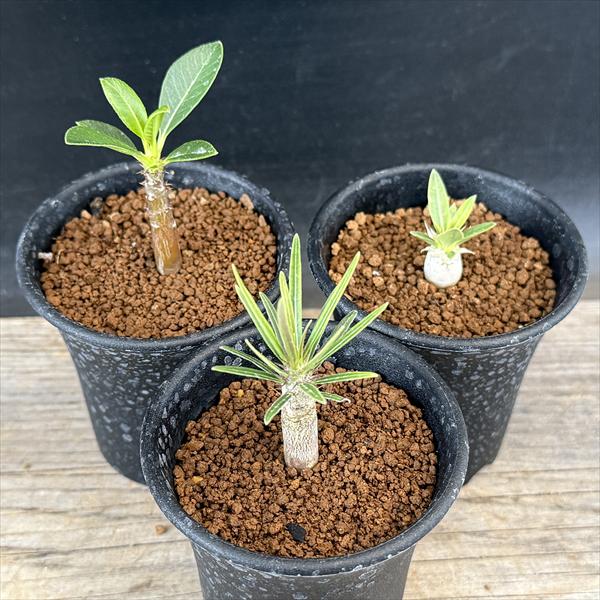 コーデックス：パキポディウム グラキリス＆エブレネウム