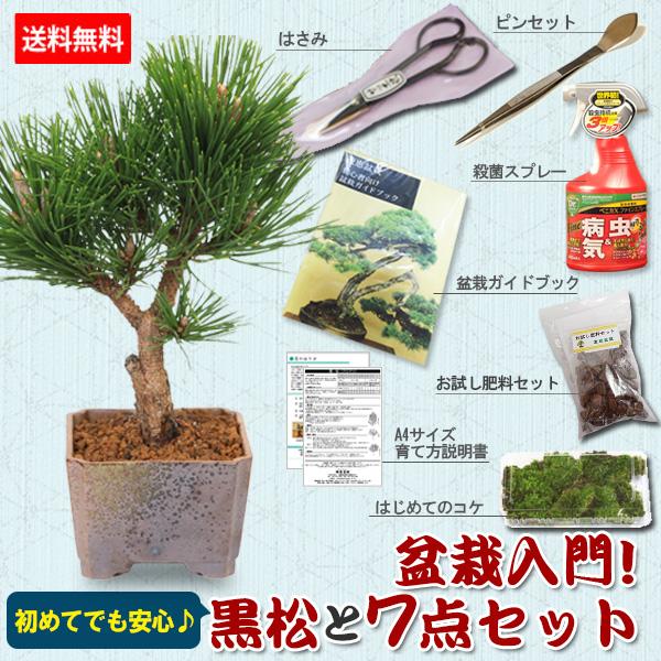 小品盆栽：黒松と盆栽道具7点セット*セット割お手入れbonsai | ミニ