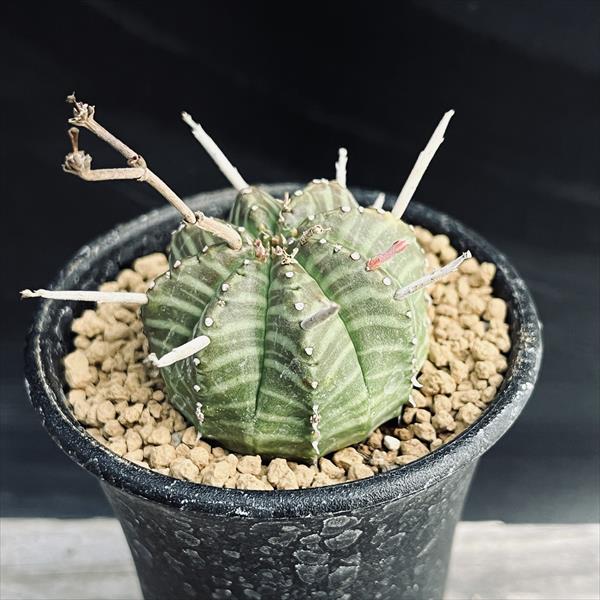 コーデックス：ユーフォルビア バリダ ゼブラ個体*幅4cm 現品！一品