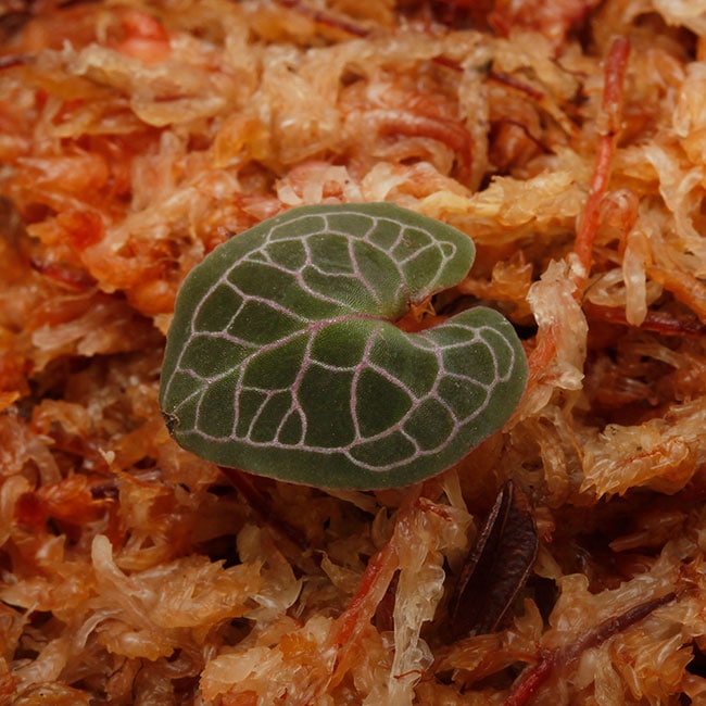 Corybas pictus / PINK [ コリバス・ピクタス ] 【 PN200124-19