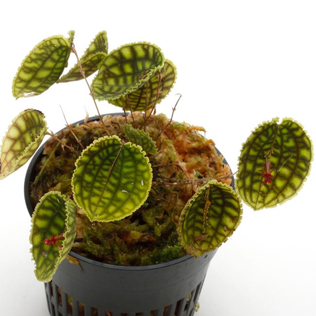 Lepanthes calodictyon [ レパンテス・カロディクティオン