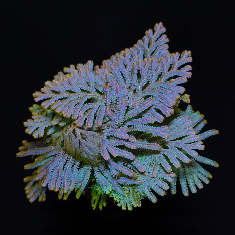 Selaginella siamensis [ セラジネラ・サイアメンシス ] 1ポット
