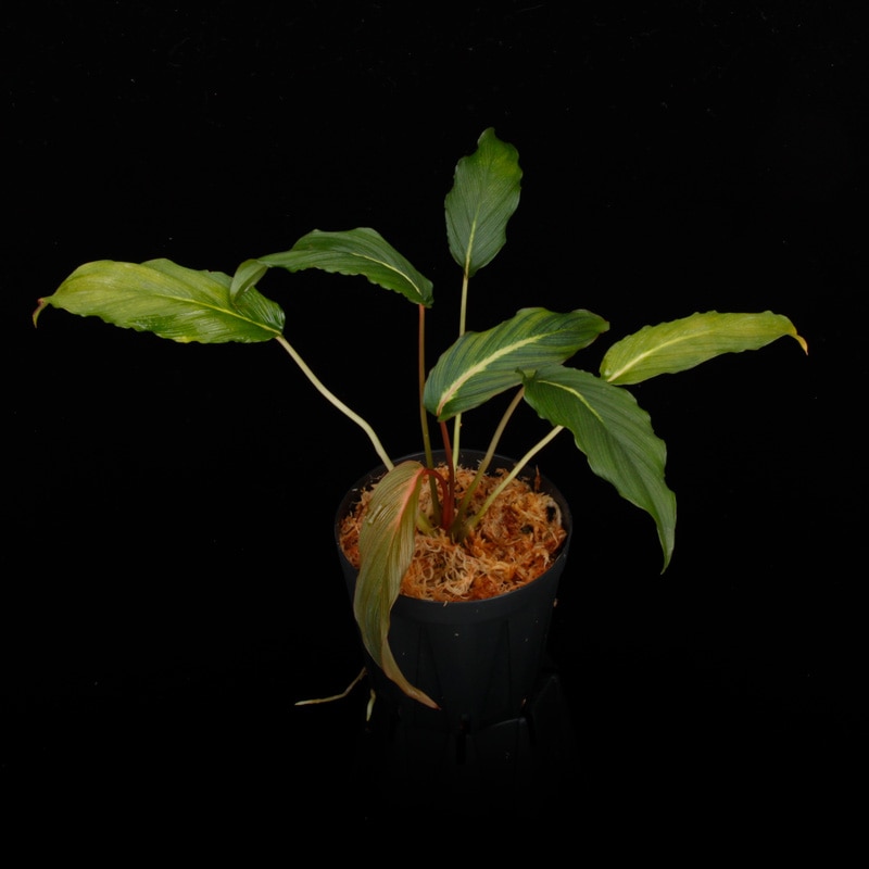 Homalomena sp. West Papua [ ホマロメナ sp. ・西パプア産