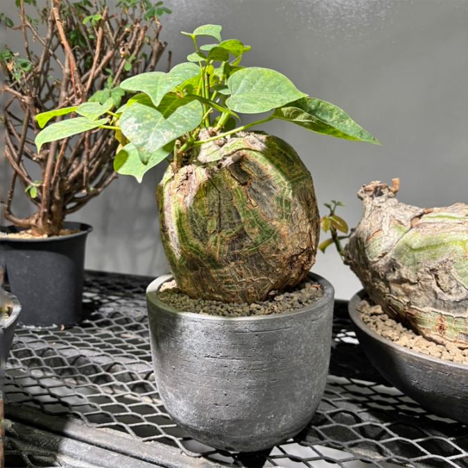 塊根植物【一点物】パキポディウム・グラキリス / 幹幅約6cm×高さ18cm