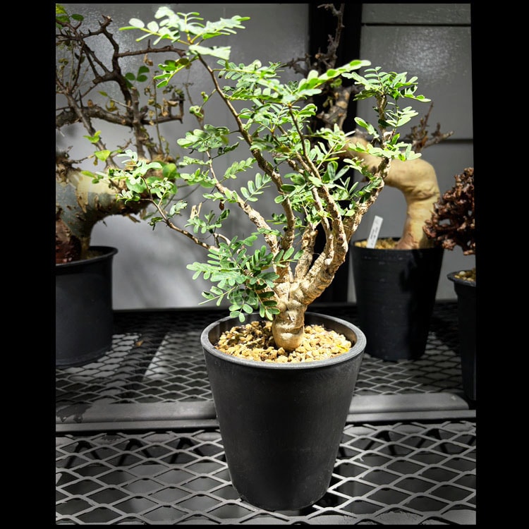 塊根植物【一点物】パキポディウム・グラキリス / 幹幅約6cm×高さ18cm