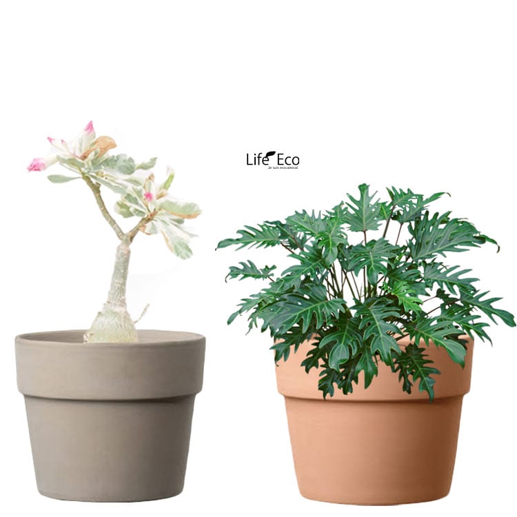 植木鉢 イタリア製 素焼き テラコッタ鉢 スタンダードポット 11cm（4号