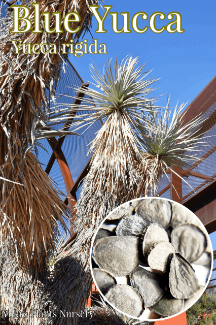 ユッカ・リギダ 種子[ブルーユッカ]Yucca rigida