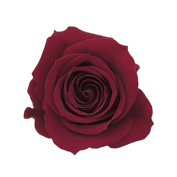 大地農園 ローズ・いずみ(9) ワインレッド | プリザーブドフラワー花材