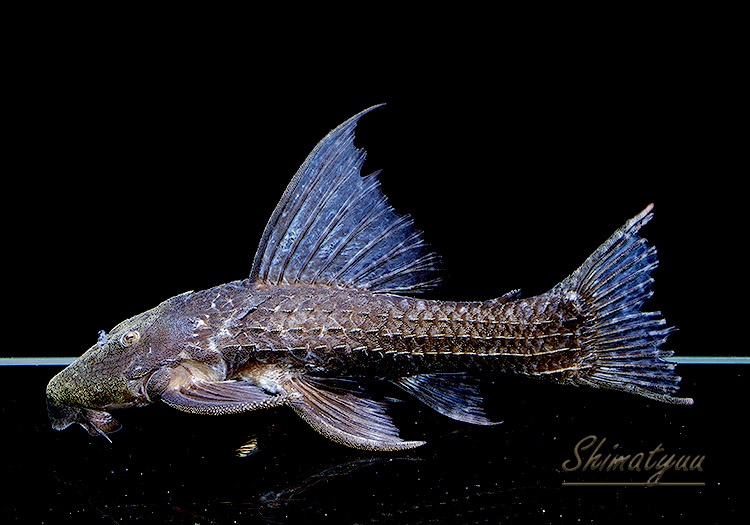 一点物 アカリエスピーニョ No.01 | プレコ | AQUA-F東京店通販ショップ