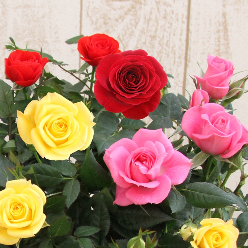 送料無料】大輪ミニバラ！お得な品質お試し3鉢セット | すべての商品