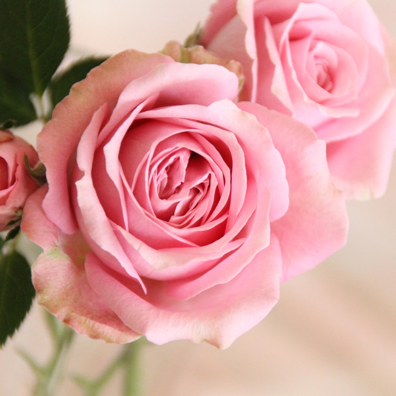 中大輪】ピンク・インフィニティ (旧名称：ダークピンク