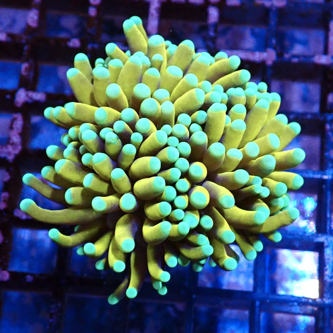 Sun God Torch (A) 】現物 1016029 ハナサンゴ サンゴ LPS SPS