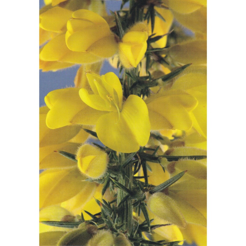 フラワーエッセンス 09 ゴース [ヒーリングハーブス] | カリス成城 WEB