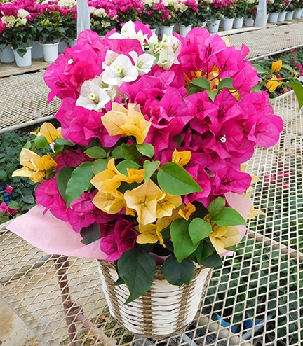 赤白黄3色ミックス(6号鉢) | 大きめサイズ（6号鉢） | ブーゲンビリア
