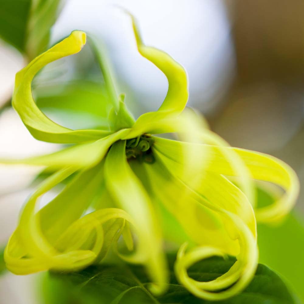 フレーバーライフ】イランイラン｜エッセンシャルオイル（精油・アロマ