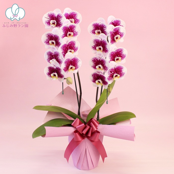 中輪スポット系胡蝶蘭「雅－MIYABI－」2本立ち（現在つぼみ多め） | 中