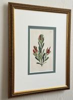 カーティス「ボタニカルマガジン」原本 No.2334 テンペルトニア・レトゥサ