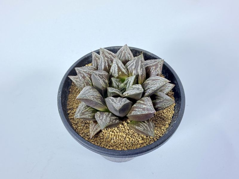 ハオルチア ムチカ系 交配種 10cm鉢 苗 園芸 ガーデニング 通販 greenery