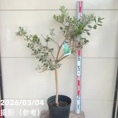 フェイジョア マンモス 6号スリット鉢（接木）｜s200｜果樹04-PA