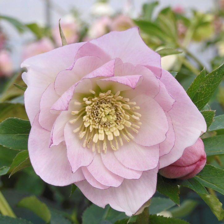 草花,クリスマスローズ,クリスマスローズ伊勢みやび,伊勢みやび3.5号苗