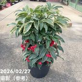 シンビジューム アーチ 7号陶器鉢 3本立 ジョーンテーラー ミリオン