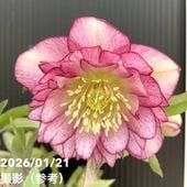 お買い得一点物咲き進み株】加藤農園 艶々系クリスマスローズ キラメキ