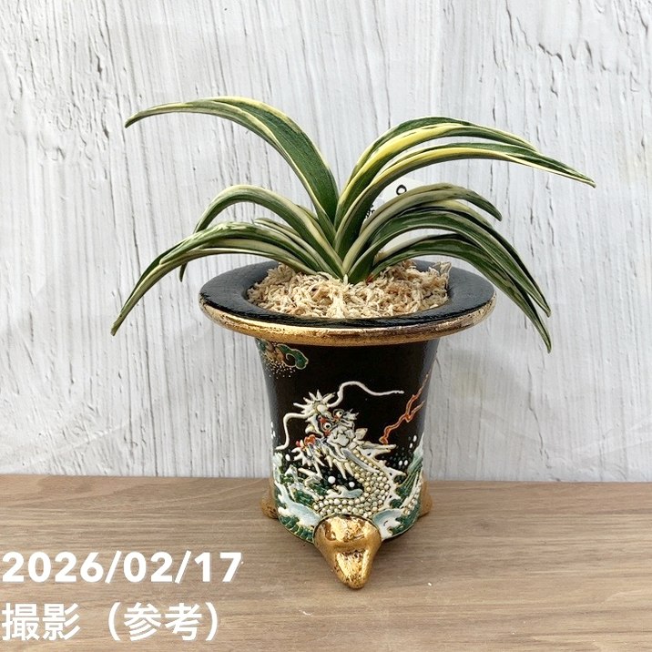 現品お届け】豊明園 万年青 オモト 新生殿（しんせいでん）錦鉢 龍