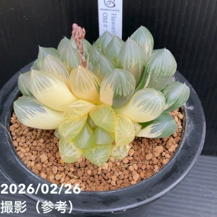 現品お届け】ハオルチア オブツーサ錦 4号（1）｜観葉10-TU | 観葉