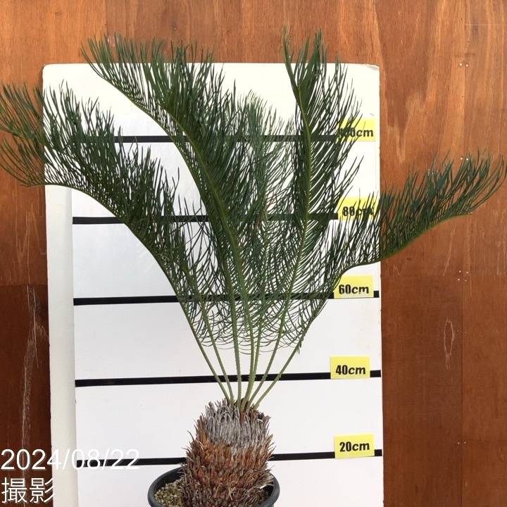 激レア！現品お届け】サイカス カイルンシアナ（ブルーソテツ）9号大鉢