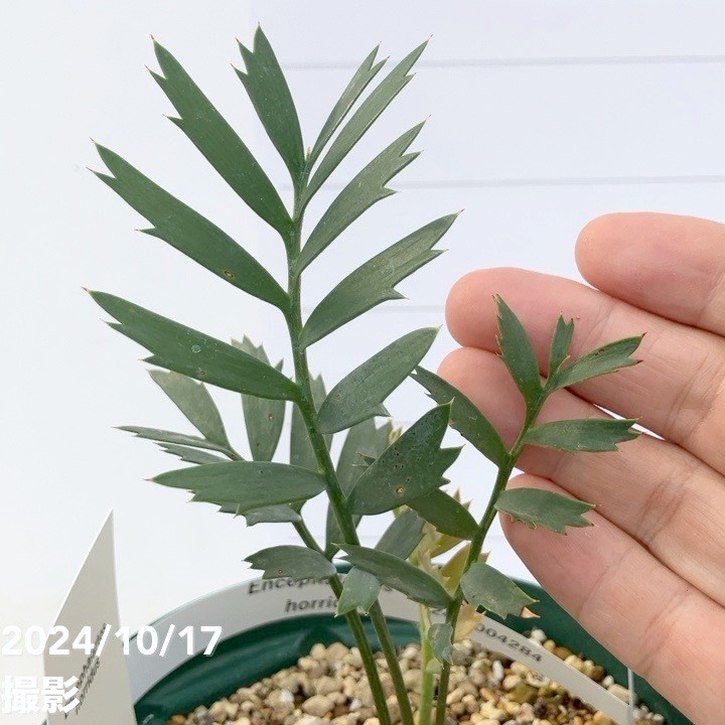 南ア産・発根済】エンセファラルトス・ホリダス 約5cm +子株2｜No4-14