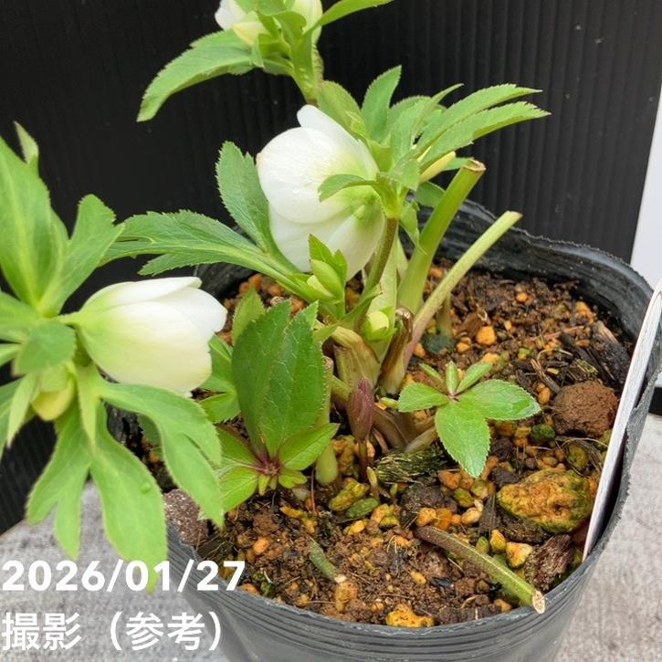 一点物】横山園芸 クリスマスローズ ベビードール（プチドール） 4.5号