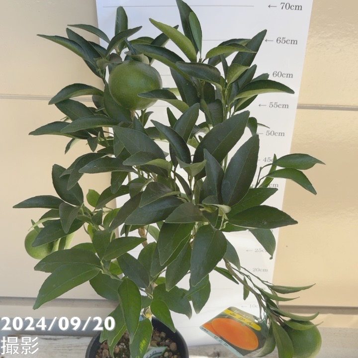 実付き＞みかん せとか 6号 2年生 PVP｜柑橘｜果樹04-PA | 果樹,柑橘