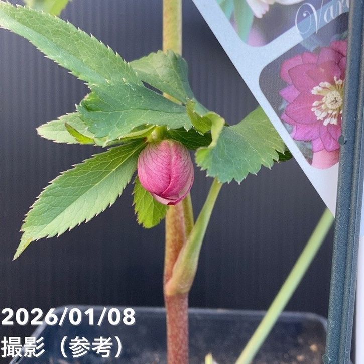 一点物】堀切園 クリスマスローズ ウィンターシンフォニー 5号角鉢