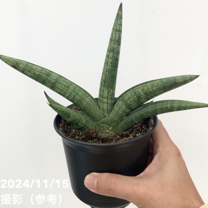 祥*作様 サンスベリア ビューティークイーン 超特大苗 ロリダ サボテン