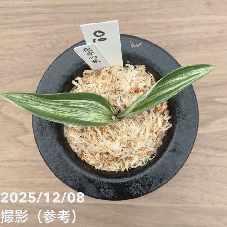 現品お届け】豊明園 万年青 オモト 根岸の松 江戸 陶器鉢（O10）｜観葉