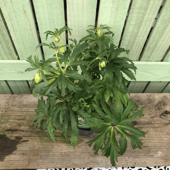 クリスマスローズ ボッコネイ 4号ポット｜山野04-PA | 草花,クリスマス