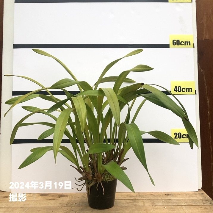 花芽4個以上＞ミスマフェット 4号｜ミツバチ蘭｜洋蘭10-TU | 草花,蘭