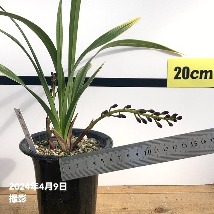 まもなく開花～開花 花芽2個＞キンリョウヘン 4号（常盤錦）｜ミツバチ