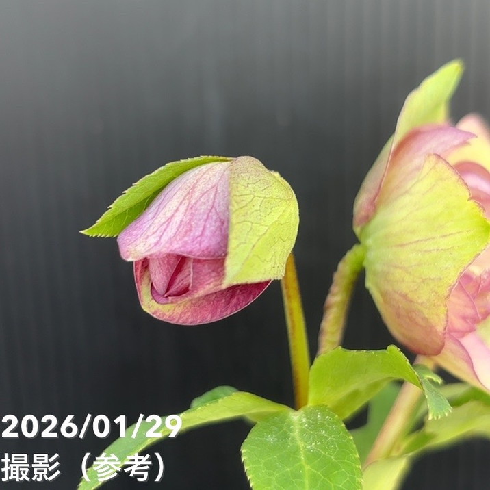 一点物】加藤農園 クリスマスローズ アンティークモーリー 4.5号（KT90