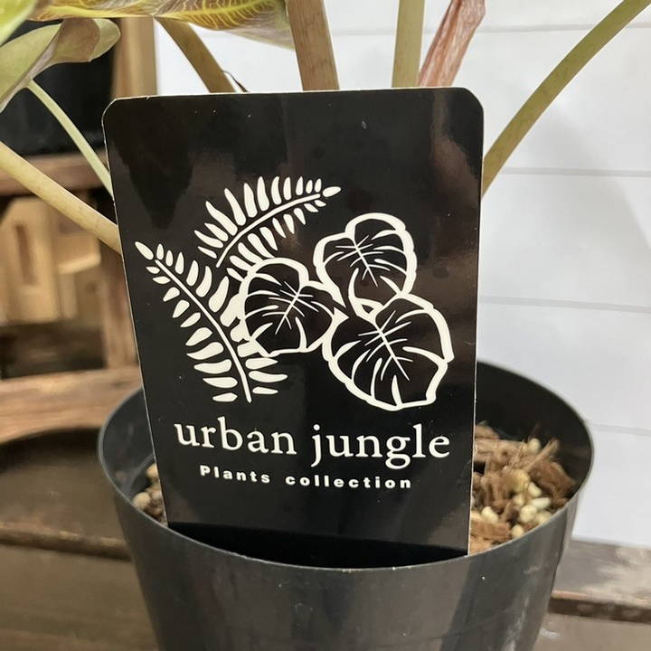 アロカシア アマゾニカ ポリーミント バリエガータ 斑入り Alocasia x