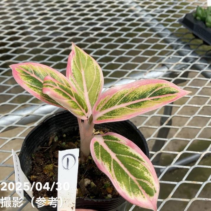 激レア！現品お届け】アグラオネマ 4号 ロータスディライト（1）｜観葉