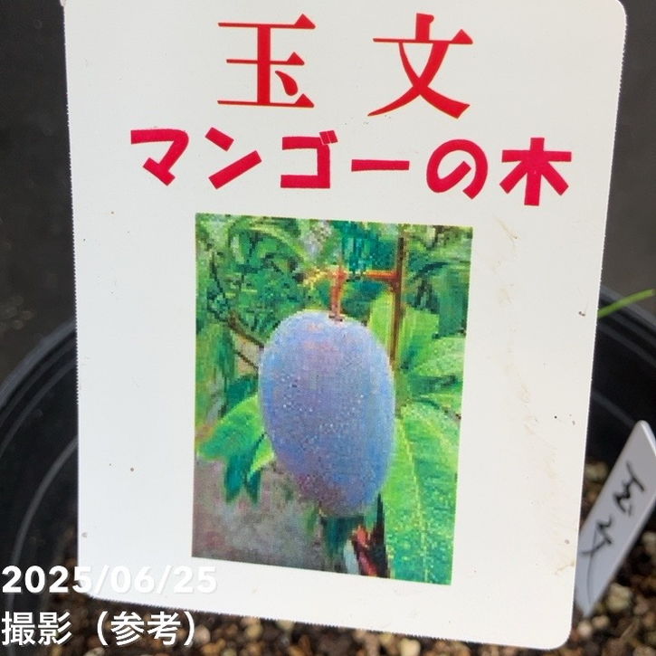マンゴーの木 玉文（ギョクブン）5.5号｜果樹04-PA | 果樹 | 赤塚