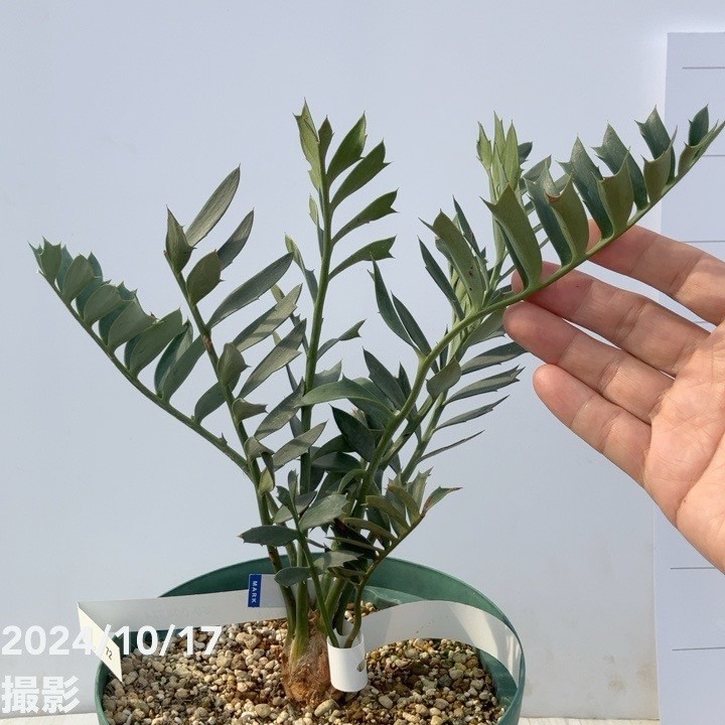 激レア！現品お届け】エンセファラルトス アレナリウス（Enephalartos